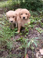 Sabrenia, a female Golden Retriever for sale in Chattanooga, TN – 1 of 2