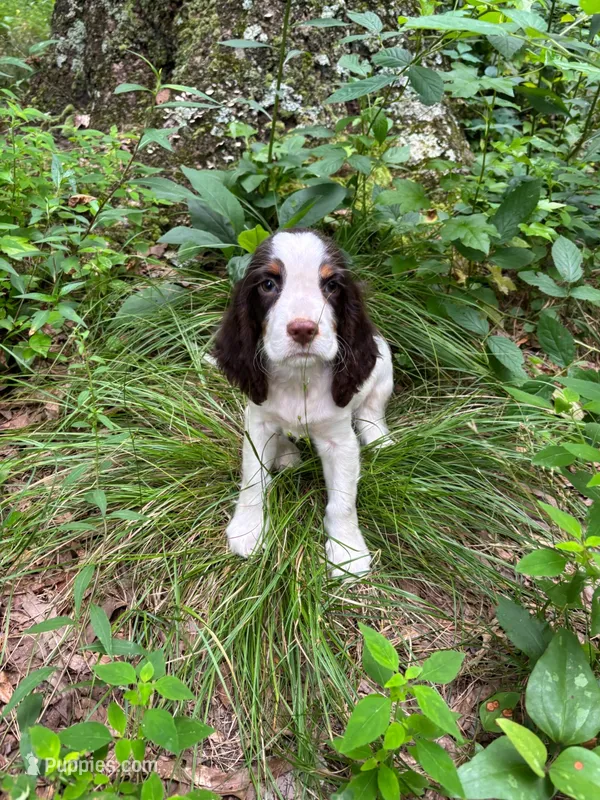 Tommy – English Springer Spaniel puppy for sale in Chattanooga, TN