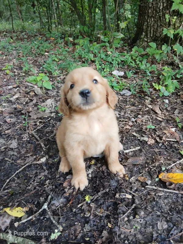 Shurley – Golden Retriever puppy for sale in Chattanooga, TN