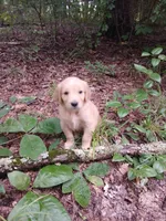 Zoie, a female Golden Retriever for sale in Chattanooga, TN – 2 of 3