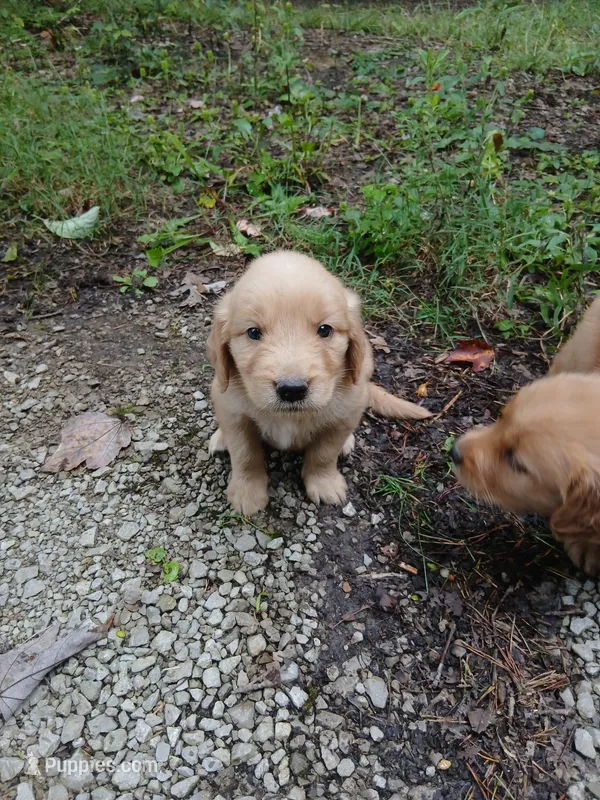 Lokie – Golden Retriever puppy for sale in Chattanooga, TN