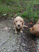 Lokie, a male Golden Retriever for sale in Chattanooga, TN – 1 of 3