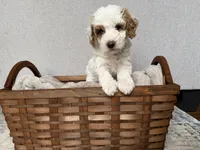 processed/c8691ca9-56c4-4b0c-9fce-6cfb32bc0f30/listing/120c0d71-df9e-4070-bace-bd728b3d2f92/1a26f355-9470-4a6e-b776-4eb9020e6edc