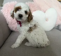 processed/c8691ca9-56c4-4b0c-9fce-6cfb32bc0f30/listing/120c0d71-df9e-4070-bace-bd728b3d2f92/52125531-3e16-4771-acbd-98695ab6f288