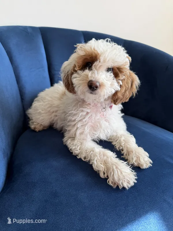 Callie – Miniature Goldendoodle puppy for sale in Leola, PA