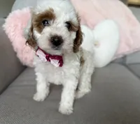 processed/c8691ca9-56c4-4b0c-9fce-6cfb32bc0f30/listing/120c0d71-df9e-4070-bace-bd728b3d2f92/a985b014-1e9f-4616-a48f-b9d78ad77a97