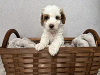 processed/c8691ca9-56c4-4b0c-9fce-6cfb32bc0f30/listing/120c0d71-df9e-4070-bace-bd728b3d2f92/bff48de8-9564-41b4-8e00-0ec7cd50963e