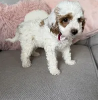 processed/c8691ca9-56c4-4b0c-9fce-6cfb32bc0f30/listing/120c0d71-df9e-4070-bace-bd728b3d2f92/d3b8b5c8-afcf-4345-bbd6-3244ea930d33