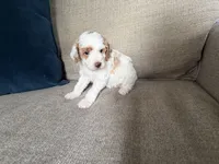 processed/c8691ca9-56c4-4b0c-9fce-6cfb32bc0f30/listing/120c0d71-df9e-4070-bace-bd728b3d2f92/fcefcaef-0dc6-414f-8d83-c4aaefb7cec0