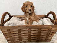Bailey, a female Miniature Goldendoodle for sale in Leola, PA – Photo 5 of 8