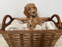 Bailey, a female Miniature Goldendoodle for sale in Leola, PA – Photo 3 of 8