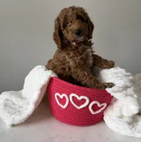 Bailey, a female Miniature Goldendoodle for sale in Leola, PA – Photo 1 of 8