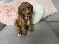 Bailey, a female Miniature Goldendoodle for sale in Leola, PA – Photo 2 of 8