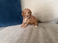 Bailey, a female Miniature Goldendoodle for sale in Leola, PA – Photo 4 of 8