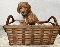 Bailey, a female Miniature Goldendoodle for sale in Leola, PA – Photo 7 of 8