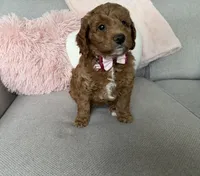 Bailey, a female Miniature Goldendoodle for sale in Leola, PA – Photo 8 of 8