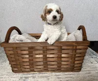 processed/c8691ca9-56c4-4b0c-9fce-6cfb32bc0f30/listing/b31617d8-a2a9-4fad-b1a6-b90fa398db2b/46cbccc4-52c1-4484-b51f-8514f477dcae