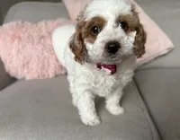 processed/c8691ca9-56c4-4b0c-9fce-6cfb32bc0f30/listing/b31617d8-a2a9-4fad-b1a6-b90fa398db2b/82285b57-f9e3-4f16-a885-c2f9b430ab67