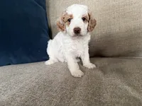 processed/c8691ca9-56c4-4b0c-9fce-6cfb32bc0f30/listing/b31617d8-a2a9-4fad-b1a6-b90fa398db2b/9f329805-52e2-4e0f-b790-ad5894e839f3