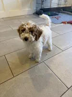 Lily, a female Miniature Goldendoodle for sale in Leola, PA – Photo 1 of 3