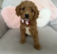 processed/c8691ca9-56c4-4b0c-9fce-6cfb32bc0f30/listing/dcbeda0e-d2b3-4ac1-889f-fd7505907543/2b157497-1120-4419-a0a8-528d741535ab