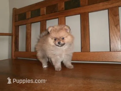 POM M2 – Pomeranian puppy for sale in Brownton, MN