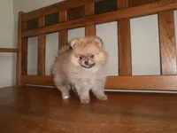 POM M2, a male Pomeranian for sale in Brownton, MN – 1 of 1