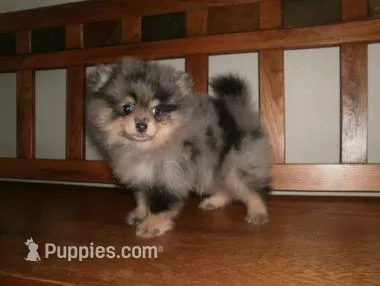 POM M5 – Pomeranian puppy for sale in Brownton, MN
