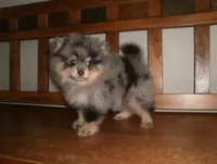 POM M5, a male Pomeranian for sale in Brownton, MN – 1 of 1