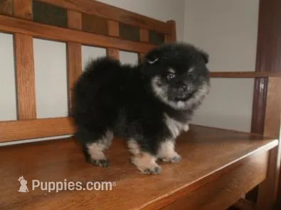 POM M4 – Pomeranian puppy for sale in Brownton, MN