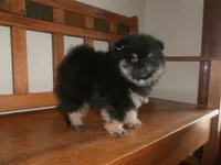 POM M4, a male Pomeranian for sale in Brownton, MN – 1 of 1