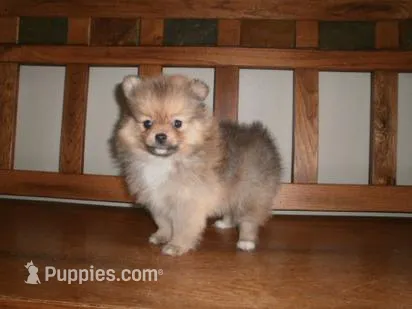 POM F1 – Pomeranian puppy for sale in Brownton, MN