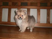 POM F1, a female Pomeranian for sale in Brownton, MN – 1 of 1
