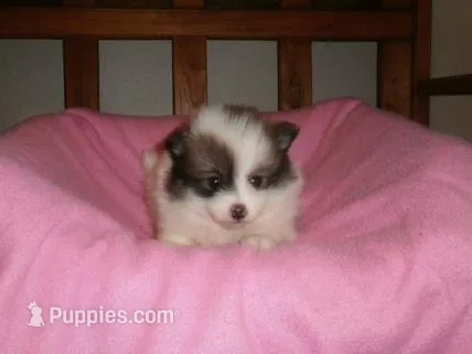 Female 2 – Pomeranian puppy for sale in Brownton, MN