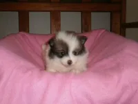 Female 2, a female Pomeranian for sale in Brownton, MN – 1 of 1