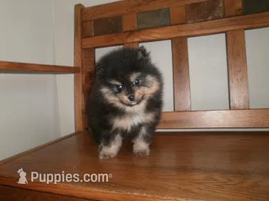 POM M1 – Pomeranian puppy for sale in Brownton, MN
