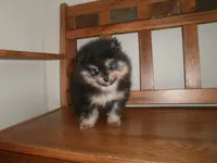 POM M1, a male Pomeranian for sale in Brownton, MN – 1 of 1