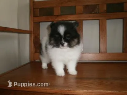 POM F2 – Pomeranian puppy for sale in Brownton, MN