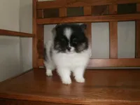 POM F2, a female Pomeranian for sale in Brownton, MN – 1 of 1