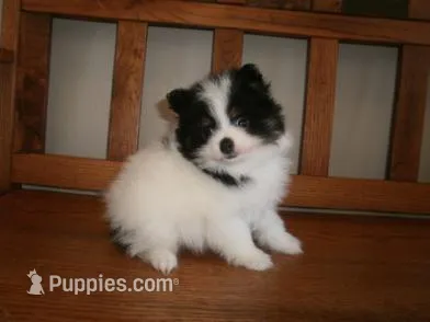 Male 2 – Pomeranian puppy for sale in Brownton, MN