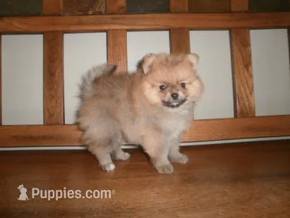 POM M2 – Pomeranian puppy for sale in Brownton, MN