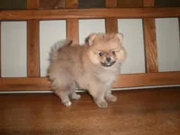 POM M2, a male Pomeranian for sale in Brownton, MN – 1 of 1