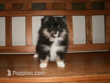POM F5 – Pomeranian puppy for sale in Brownton, MN