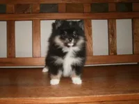 POM F5, a female Pomeranian for sale in Brownton, MN – 1 of 1