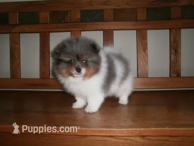 POM M3 – Pomeranian puppy for sale in Brownton, MN
