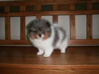 POM M3, a male Pomeranian for sale in Brownton, MN – 1 of 1