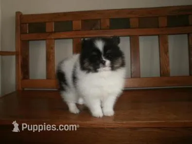 POM F2 – Pomeranian puppy for sale in Brownton, MN
