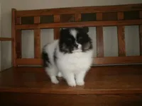POM F2, a female Pomeranian for sale in Brownton, MN – 1 of 1