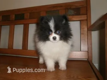 POM2 – Pomeranian puppy for sale in Brownton, MN