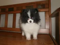 POM2, a male Pomeranian for sale in Brownton, MN – 1 of 1